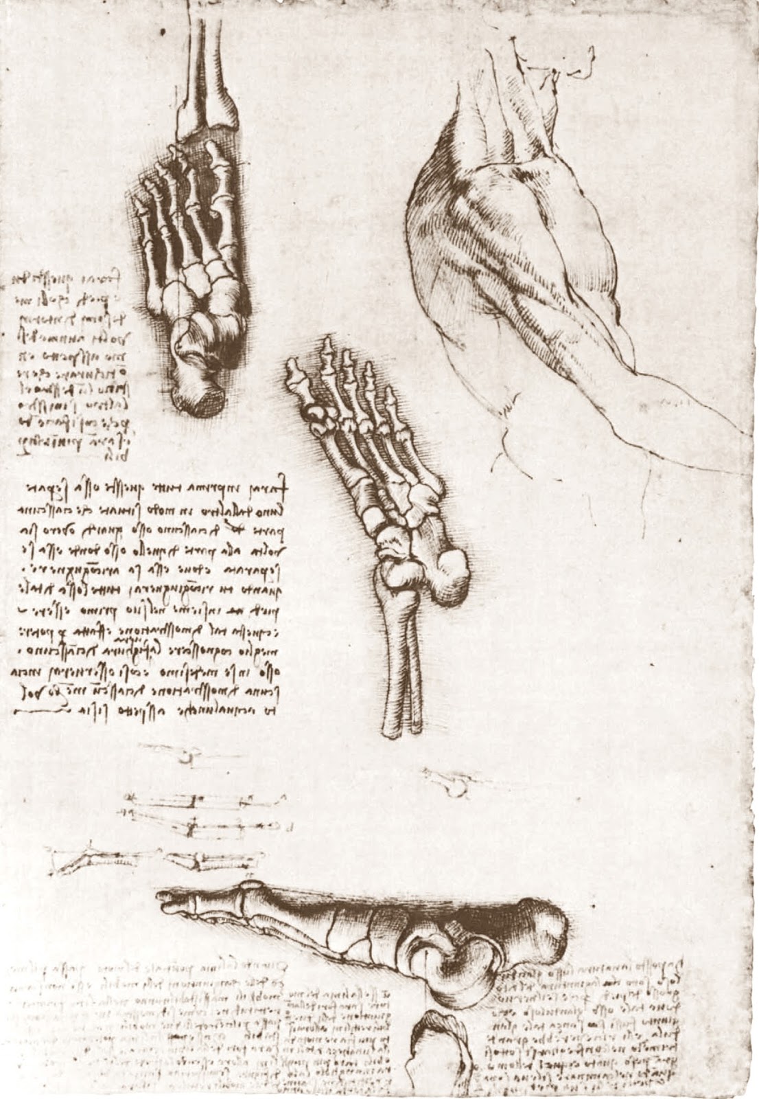 Leonardo+da+Vinci-1452-1519 (802).jpg